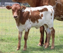 Game Changer x Added Value Heifer Calf
