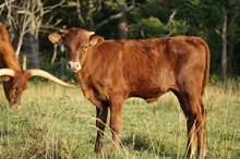 UNREGISTERED CALF