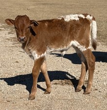 Roman Crown x Eagle Woman Heifer 