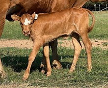Frontier Gal Heifer Calf