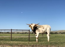 Tumbleweed's Preacher