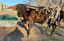 HL Crown's Golden Knight