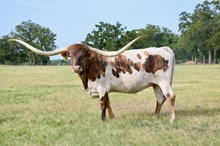 Embryo ECR Lovely Rose x 20 Ga