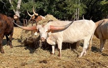 Safari Meseta El
