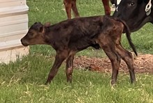 Tosser x Rio Roman Bull Calf