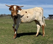 Crowns Shooting Star