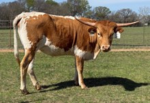 Crowns Tuff Temptress