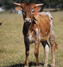 HELM MISS IMRESSIVE X COWBOY TUFF CHEX Tag 534