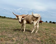 Hubbells Crown TX Gold