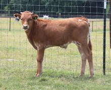 White Gold Bull Calf