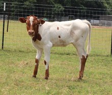 Cracker Jack x Wishing Star Heifer Calf
